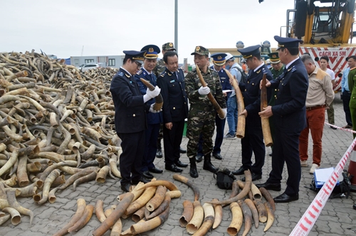 Liên tiếp bắt giữ các vụ nhập lậu ngà voi qua đường biển